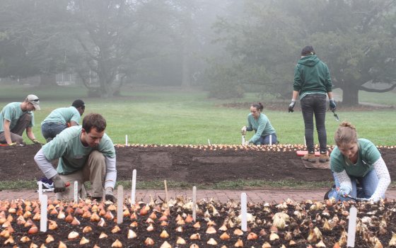 Interns in green shirts plant bulbs in a garden bed
